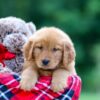 Image of Sarah, a Golden Retriever puppy