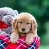 Image of Sarah, a Golden Retriever puppy