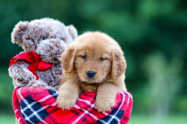 Image of Sarah, a Golden Retriever puppy