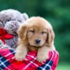 Image of Sarah, a Golden Retriever puppy