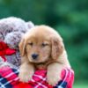 Image of Sarah, a Golden Retriever puppy