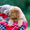 Image of Sarah, a Golden Retriever puppy