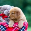 Image of Sarah, a Golden Retriever puppy