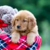 Image of Sarah, a Golden Retriever puppy