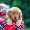 Image of Sarah, a Golden Retriever puppy