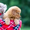 Image of Sarah, a Golden Retriever puppy