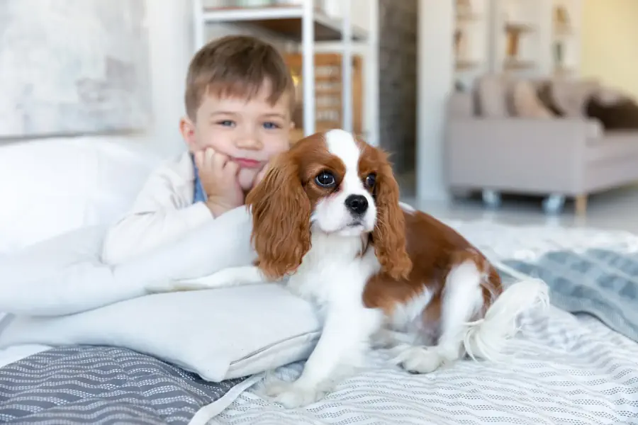 Small Dog for beginners- Cavalier King Charles Spaniel