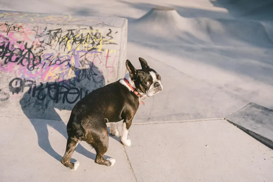 Small Friendly Dog Breed- Boston Terrier