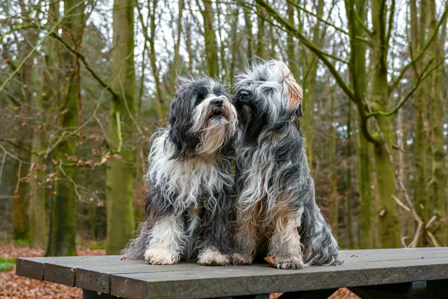 Small Friendly Dog Breed- Havanese