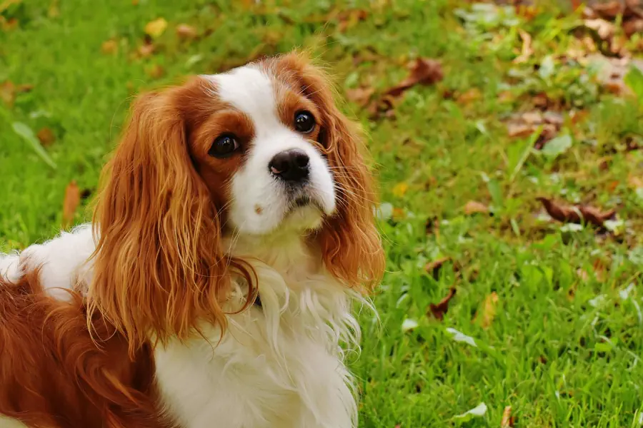 Small Friendly Dog Breed- King Charles Spaniel