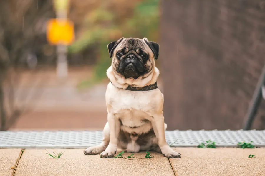 Small Friendly Dog Breed- Pug