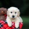 Image of Urban, a Golden Retriever puppy