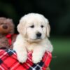 Image of Urban, a Golden Retriever puppy