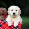 Image of Urban, a Golden Retriever puppy
