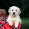 Image of Urban, a Golden Retriever puppy