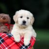 Image of Urban, a Golden Retriever puppy