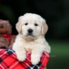 Image of Urban, a Golden Retriever puppy