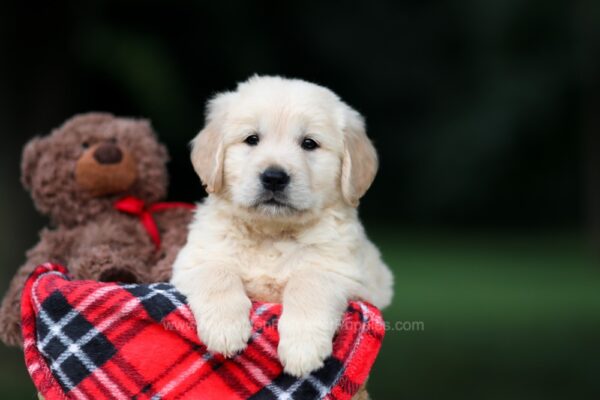 Image of Urban, a Golden Retriever puppy