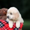 Image of Utah, a Golden Retriever puppy