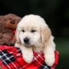 Image of Utah, a Golden Retriever puppy