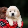 Image of Utah, a Golden Retriever puppy