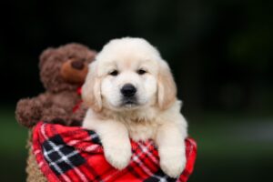 Image of Utah, a Golden Retriever puppy