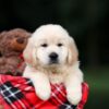 Image of Utah, a Golden Retriever puppy