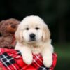 Image of Utah, a Golden Retriever puppy