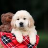 Image of Utah, a Golden Retriever puppy