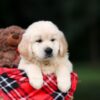 Image of Utah, a Golden Retriever puppy