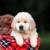 Image of Utah, a Golden Retriever puppy