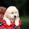 Image of Utah, a Golden Retriever puppy