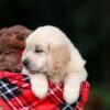 Image of Utah, a Golden Retriever puppy