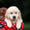 Image of Utah, a Golden Retriever puppy
