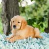 Image of Violet, a Golden Retriever puppy