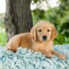 Image of Violet, a Golden Retriever puppy