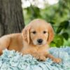 Image of Violet, a Golden Retriever puppy