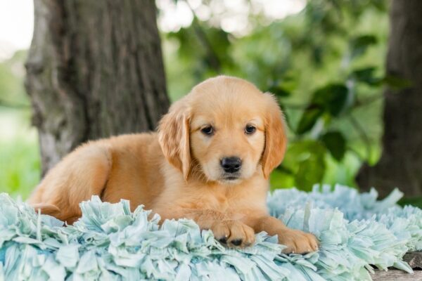 Image of Violet, a Golden Retriever puppy