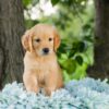 Image of Violet, a Golden Retriever puppy
