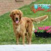 Image of Dark Golden 🤎 Sept 13, a Golden Retriever puppy