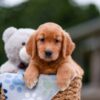 Image of Amber, a Golden Retriever puppy