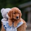 Image of Amber, a Golden Retriever puppy