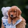 Image of Amber, a Golden Retriever puppy