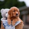 Image of Amber, a Golden Retriever puppy