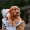 Image of Amber, a Golden Retriever puppy