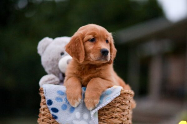 Image of Amber, a Golden Retriever puppy