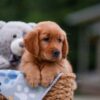 Image of April, a Golden Retriever puppy