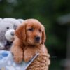 Image of April, a Golden Retriever puppy