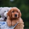 Image of April, a Golden Retriever puppy