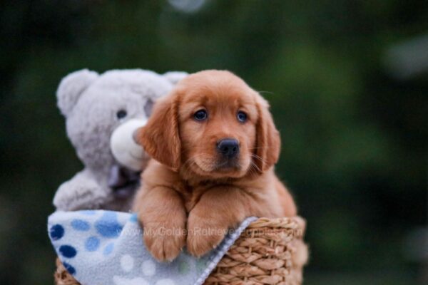 Image of April, a Golden Retriever puppy